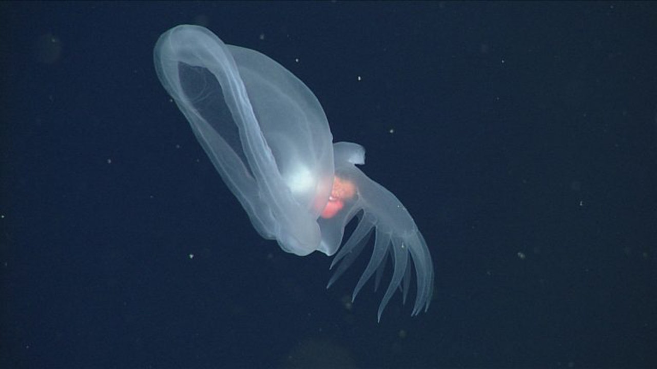 Bathydevius Caudactylus Mbari.jpg