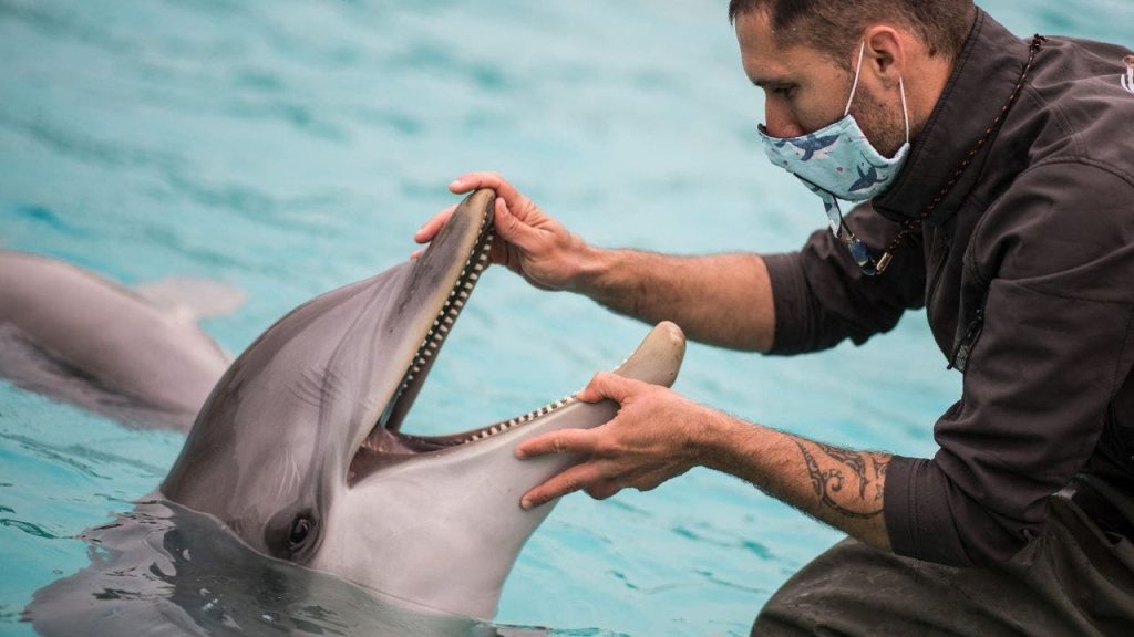Dolphin Person.jpg
