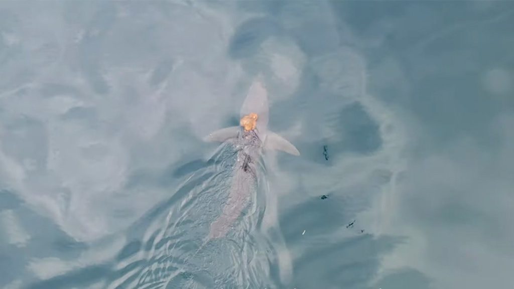 Sharktopus 2.jpg