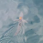 Sharktopus 2.jpg