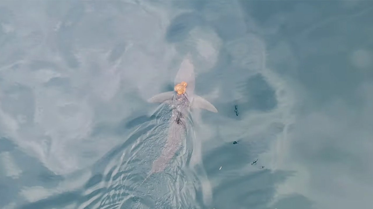 Sharktopus 2.jpg