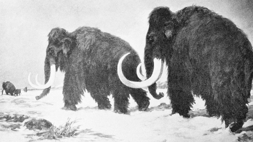 Wooly Mammoth.jpg