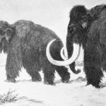 Wooly Mammoth.jpg