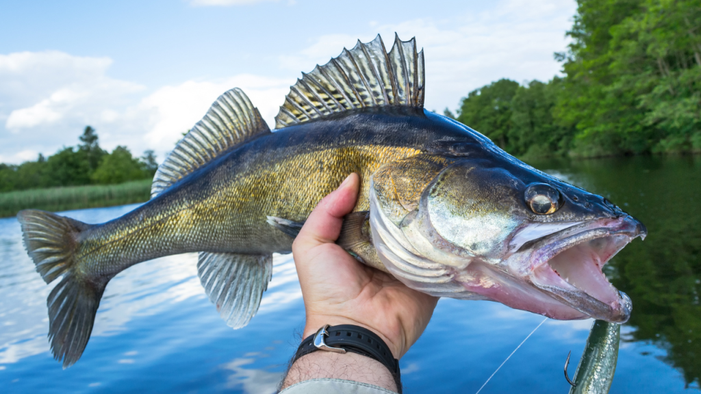 Walleye Featued Adobe.png