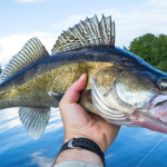 Walleye Featued Adobe.png