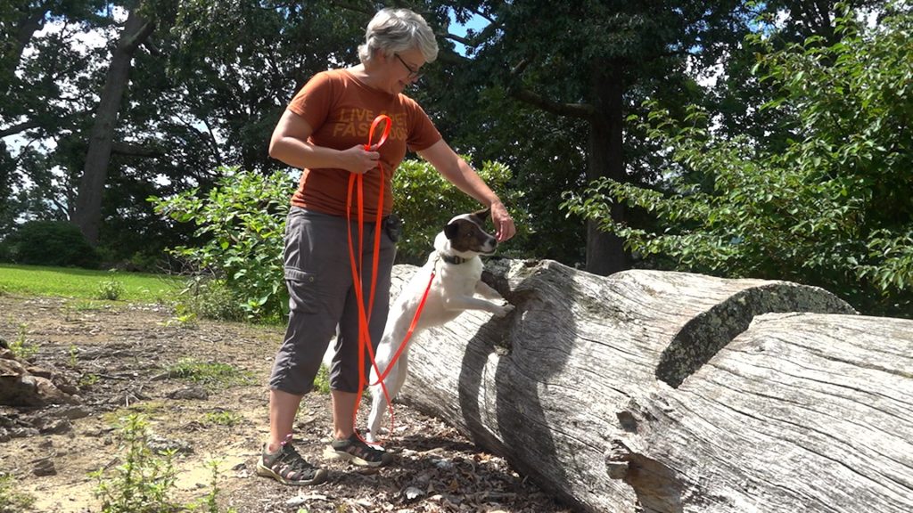 Katie Thomas And Her Dog Finch Train To Detect Spotted Lanternflies.jpg