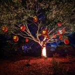 Pumpkins Aglow 2.jpg
