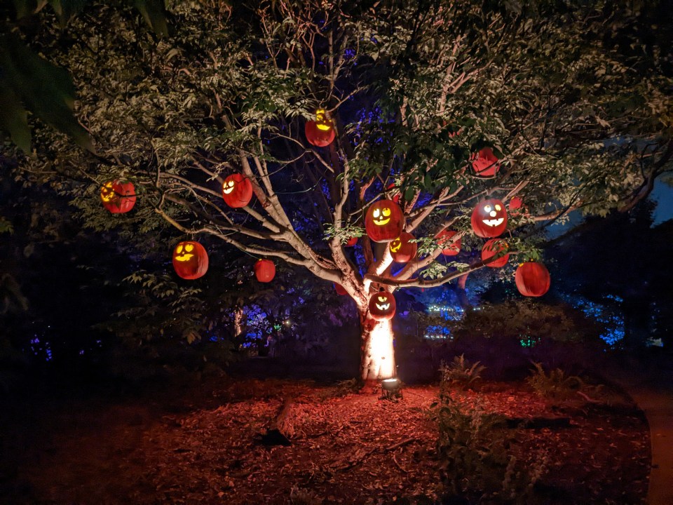 Pumpkins Aglow 2.jpg