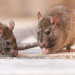 Getty Images E1729628605321.jpg