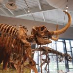 ZJPKOACHJFB2 FDLIK5 CHPI42 TI.JPG