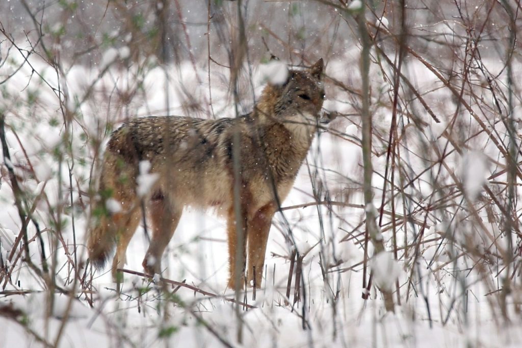 OEWJ4 NNYAZARFPQZMT4 J4 KHG6 Q.jpg