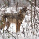 OEWJ4 NNYAZARFPQZMT4 J4 KHG6 Q.jpg