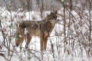 OEWJ4 NNYAZARFPQZMT4 J4 KHG6 Q.jpg