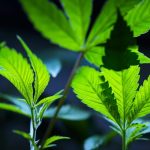 6646661e77e1d6.61310059 E1770844457726.jpeg