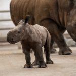 Southern White Rhino Calf Kalis Female Grahm S. Jones Columbus Zoo And Aquarium.jpg