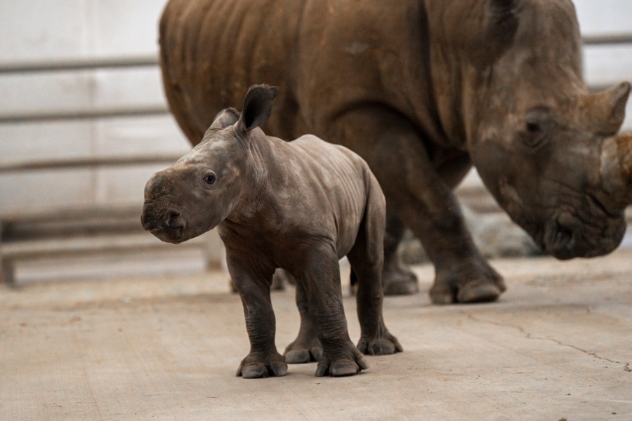 Southern White Rhino Calf Kalis Female Grahm S. Jones Columbus Zoo And Aquarium.jpg