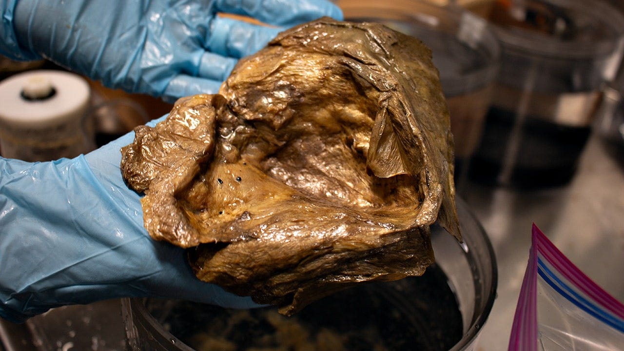 Golden Orb NOAA.jpeg