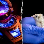 Chicks Artificial Egg Hatched.jpg
