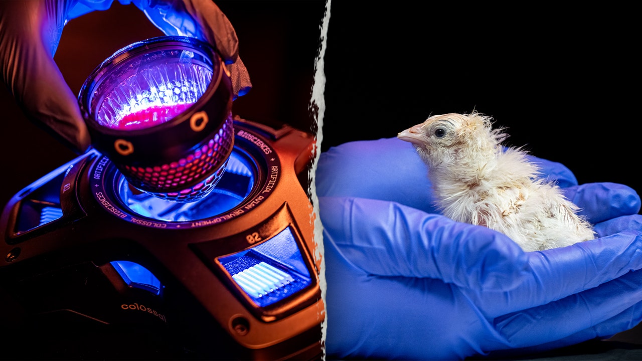 Chicks Artificial Egg Hatched.jpg