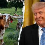 Longhorn Trump.png
